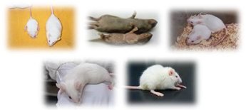 遺伝性疾患を持つマウス