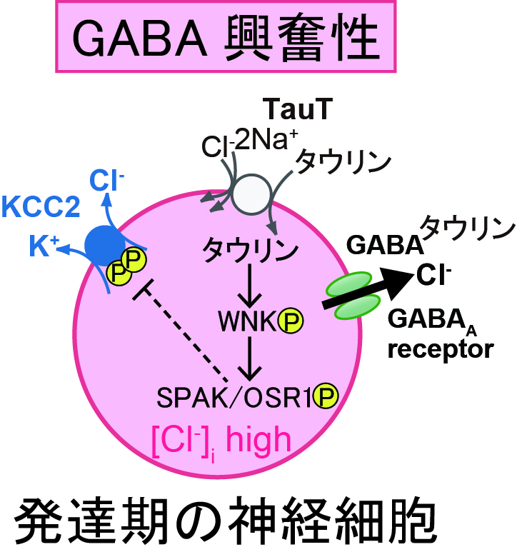 Metabolites.jpg