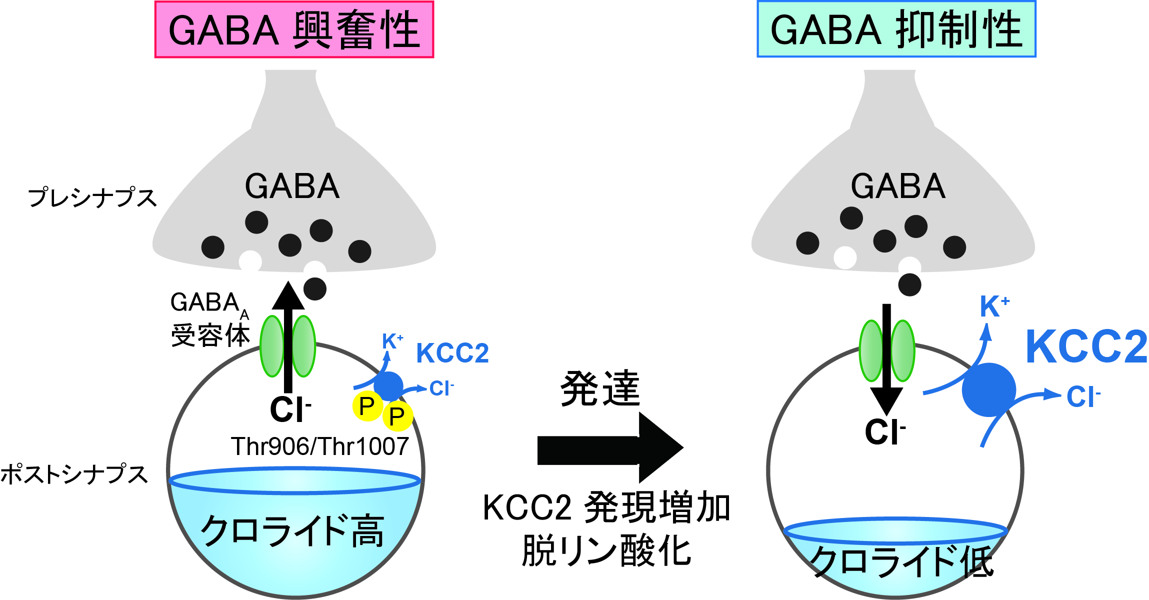 Science Signaling.jpg