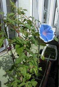 植物②　ＨＰ用.jpg