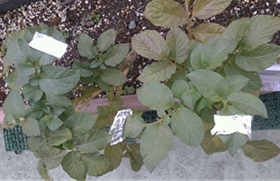 植物③　ＨＰ用.jpg