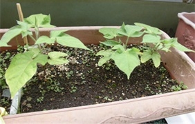 植物①　ＨＰ用.jpg