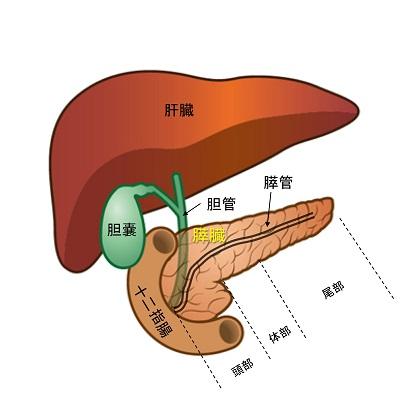 膵臓の解剖