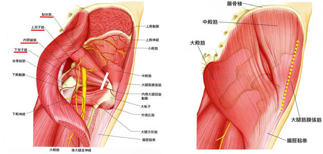 図3 股関節周囲筋