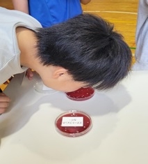 20240620　0612感染制御　感染対策教室（有玉小）　3環境に潜む微生物の観察の様子.jpg