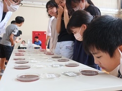IMG_1876 微生物の観察の様子　ＨＰ用　250.jpg
