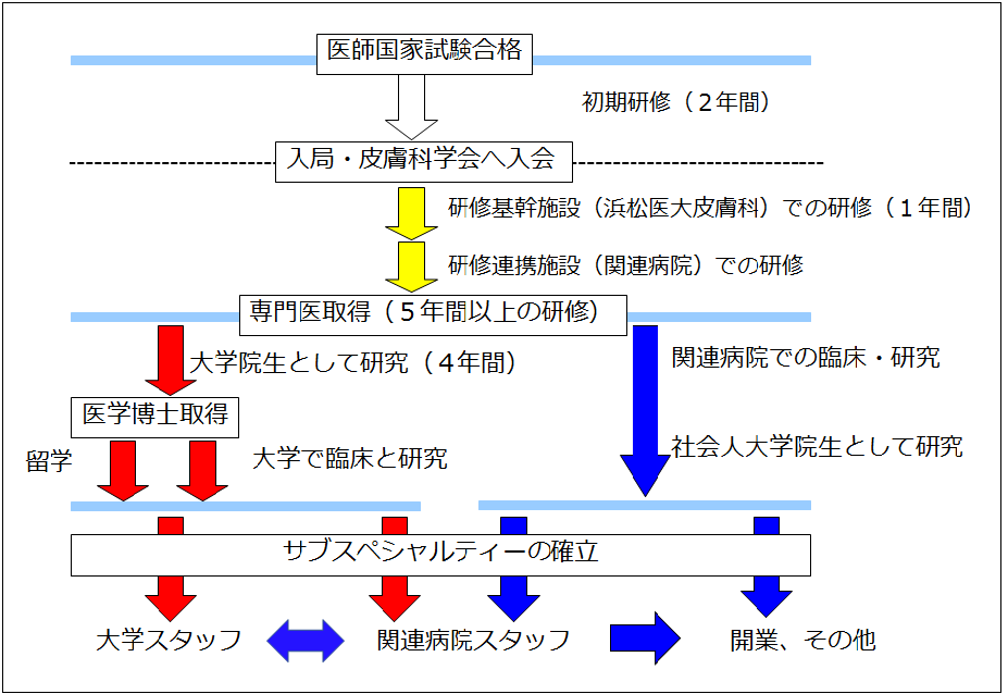皮膚科研修プログラム.png