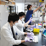 医学系研究科医学専攻（博士課程）